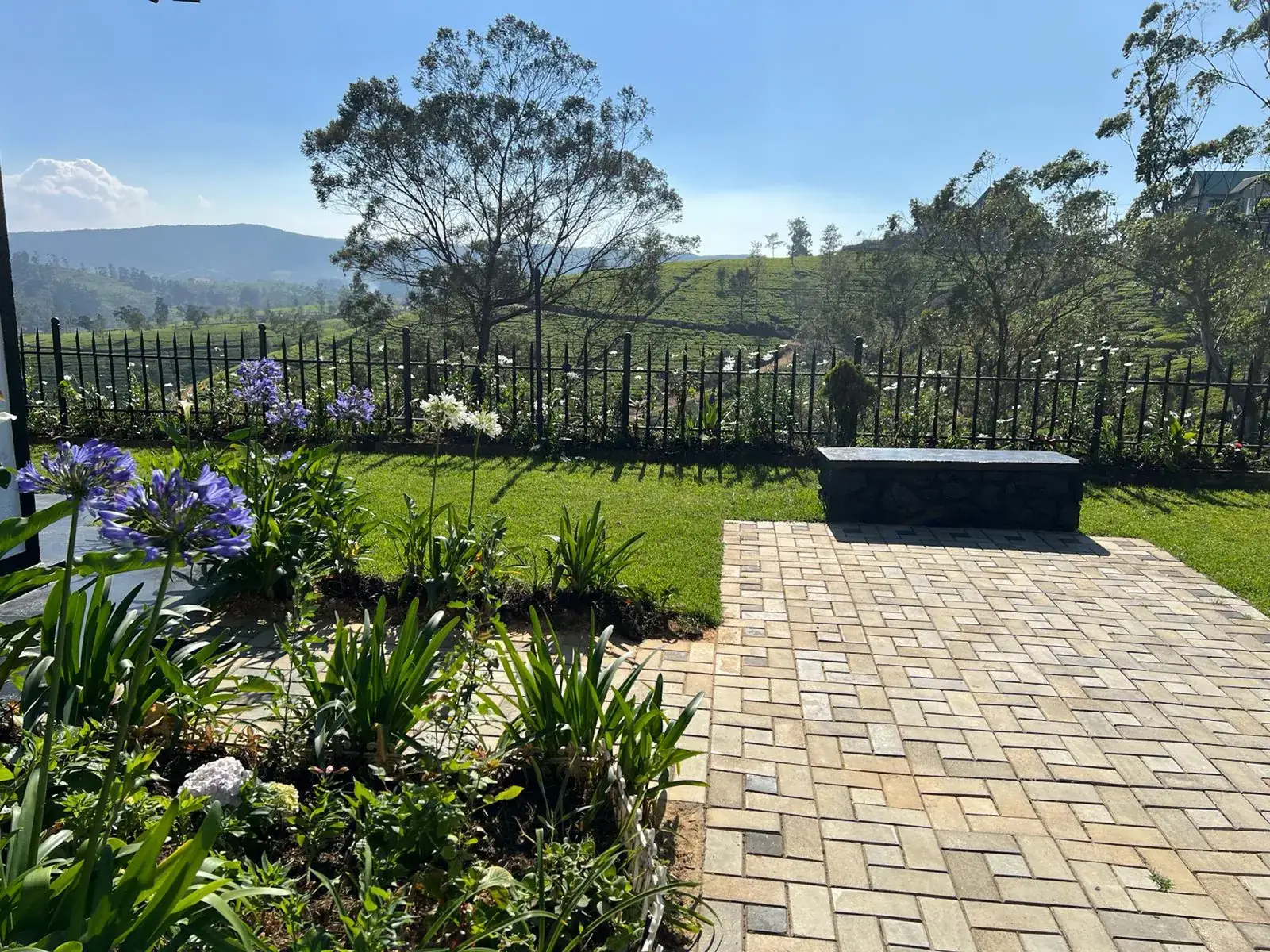 The garden: agapanthus in flower beside a paved courtyard and the lawn