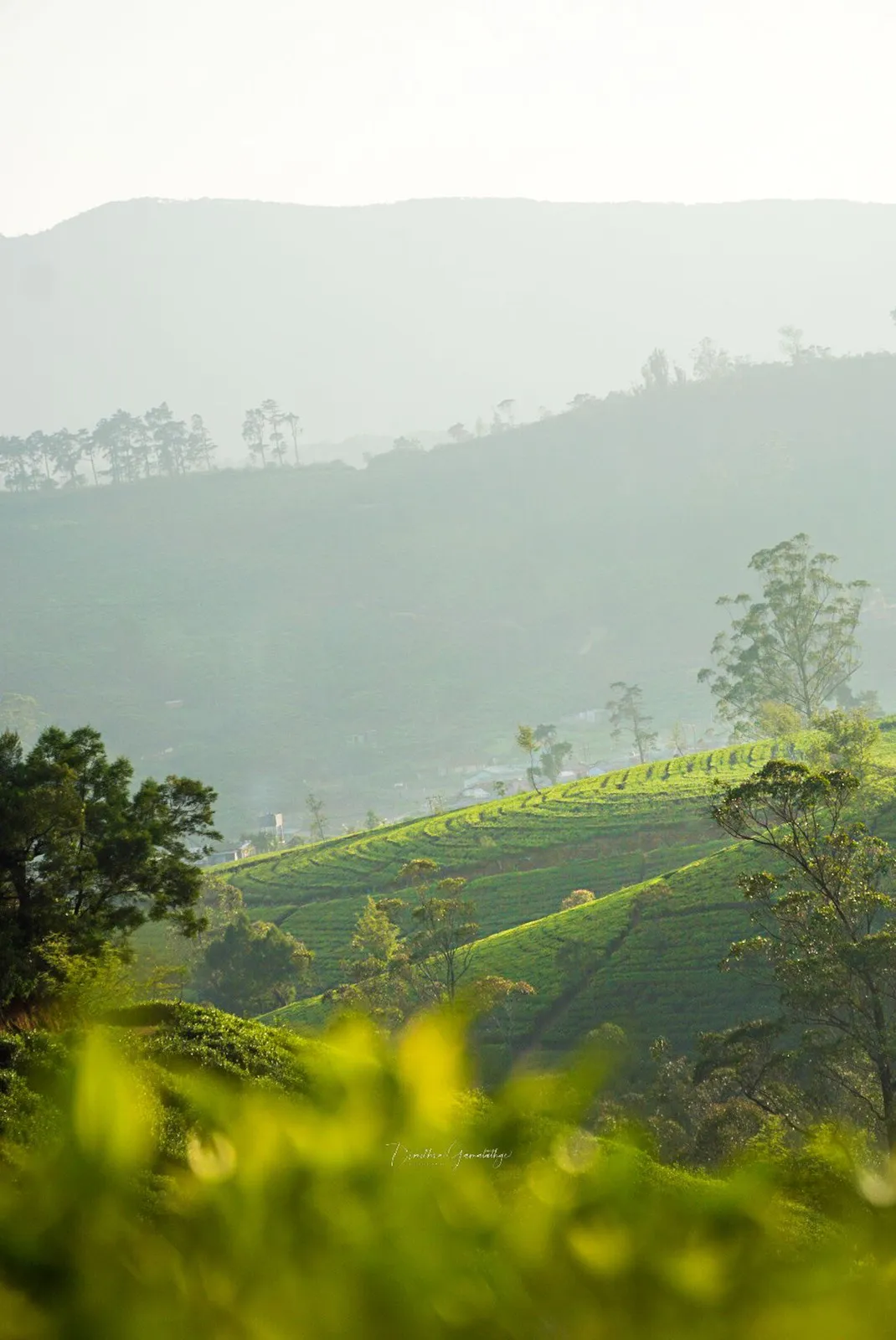 Pedro Tea Estate under morning mist